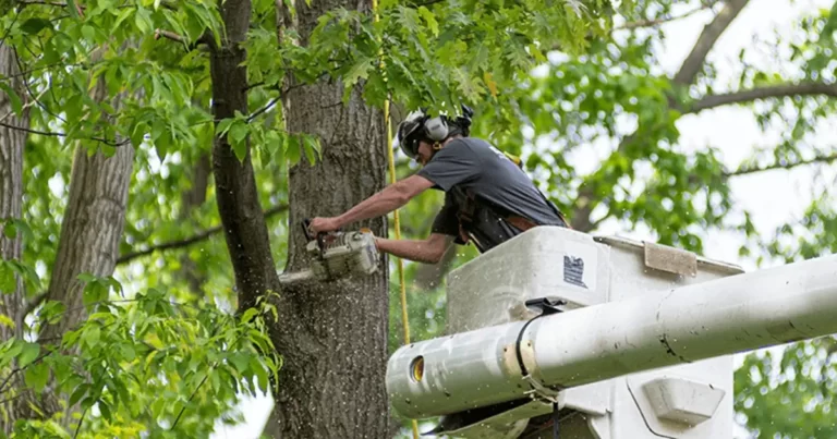 Tree Removal New Port Richey